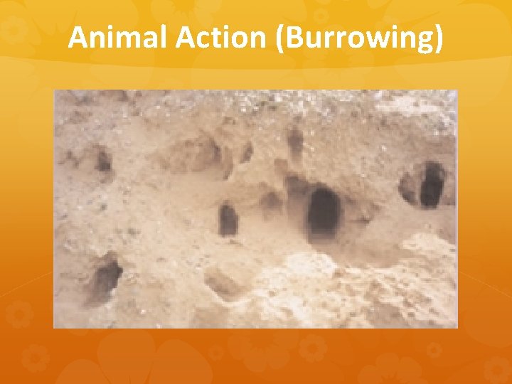 Animal Action (Burrowing) 