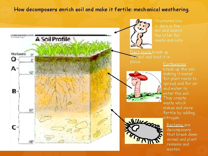 How decomposers enrich soil and make it fertile: mechanical weathering. Chipmunks live in dens