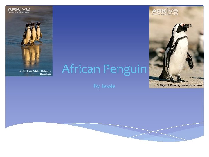 African Penguin By Jessie 