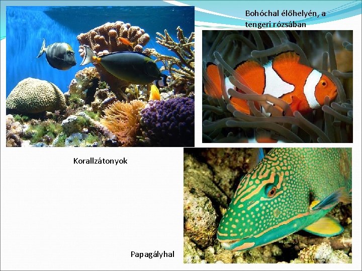 Bohóchal élőhelyén, a tengeri rózsában Korallzátonyok Papagályhal 