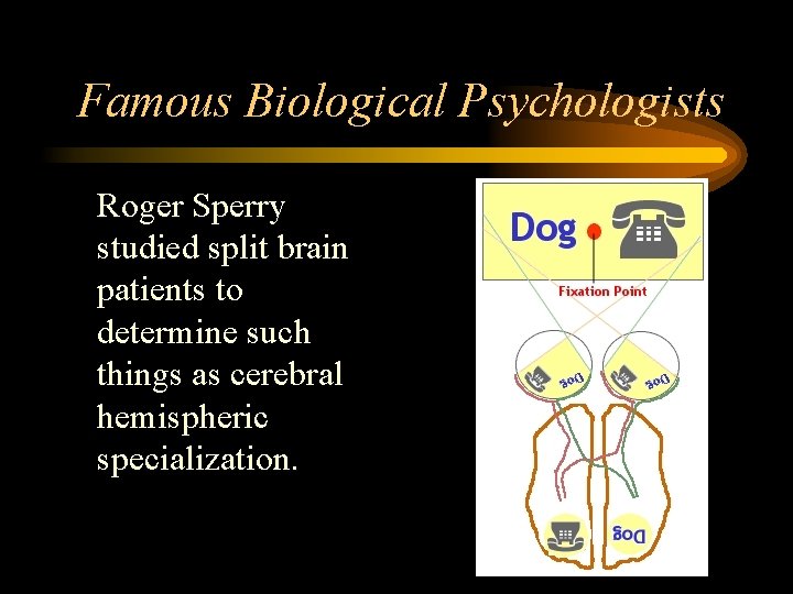 Famous Biological Psychologists • Roger Sperry studied split brain patients to determine such things