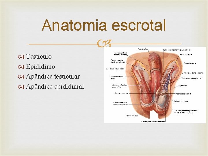 Anatomia escrotal Testículo Epididimo Apêndice testicular Apêndice epididimal 