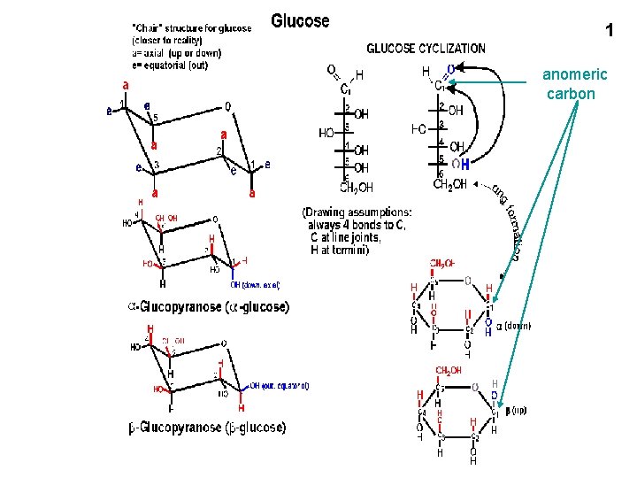 1 anomeric carbon 