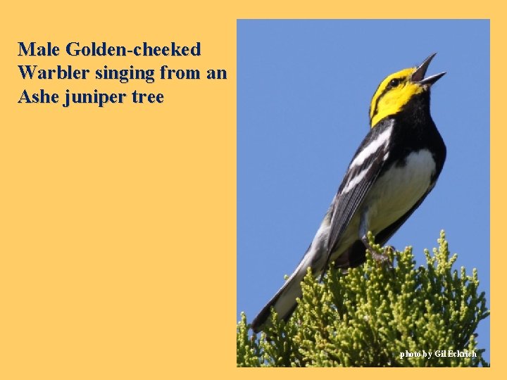 Male Golden-cheeked Warbler singing from an Ashe juniper tree photo by Gil Eckrich 