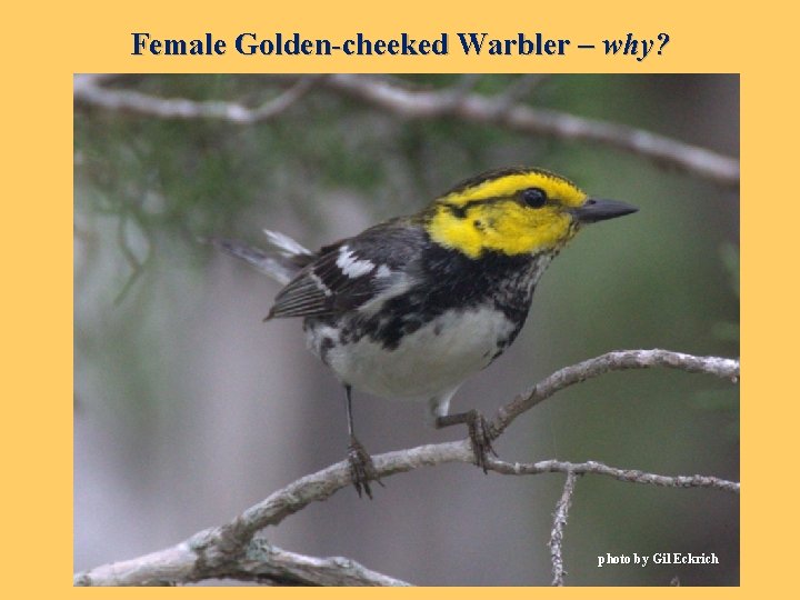 Female Golden-cheeked Warbler – why? photo by Gil Eckrich 
