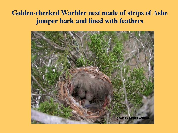 Golden-cheeked Warbler nest made of strips of Ashe juniper bark and lined with feathers