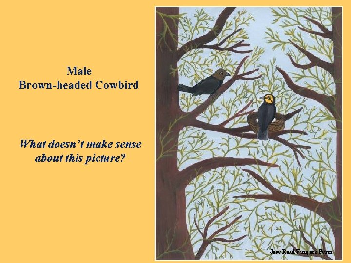 Male Brown-headed Cowbird What doesn’t make sense about this picture? José Raúl Vázquez Pérez
