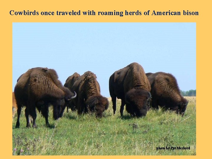 Cowbirds once traveled with roaming herds of American bison photo by Pat Merkord 