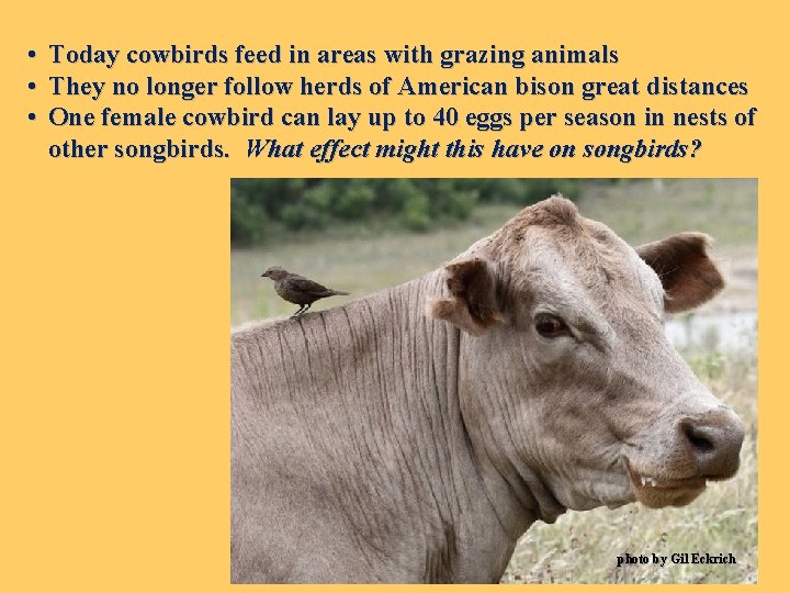  • Today cowbirds feed in areas with grazing animals • They no longer