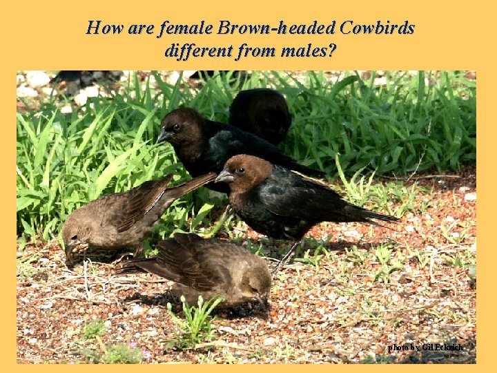 How are female Brown-headed Cowbirds different from males? photo by Gil Eckrich 