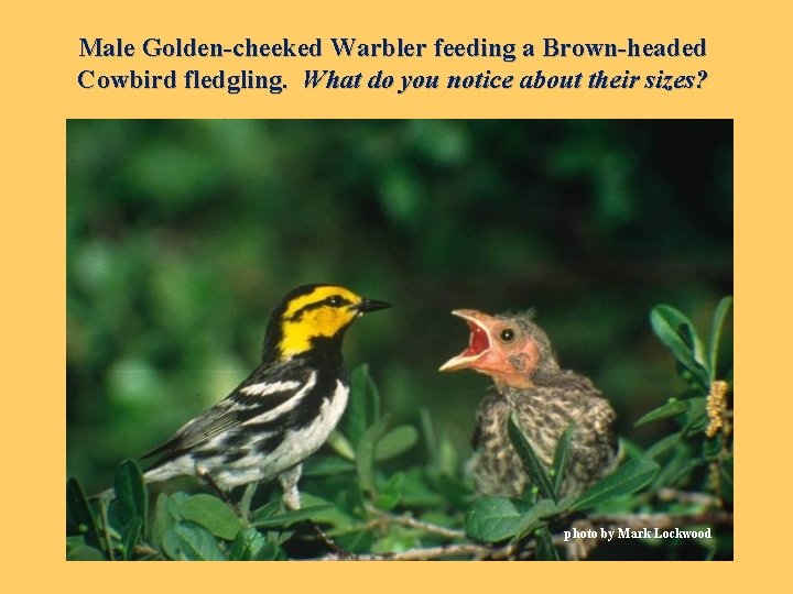 Male Golden-cheeked Warbler feeding a Brown-headed Cowbird fledgling. What do you notice about their