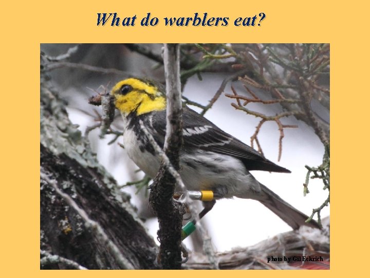 What do warblers eat? photo by Gil Eckrich 