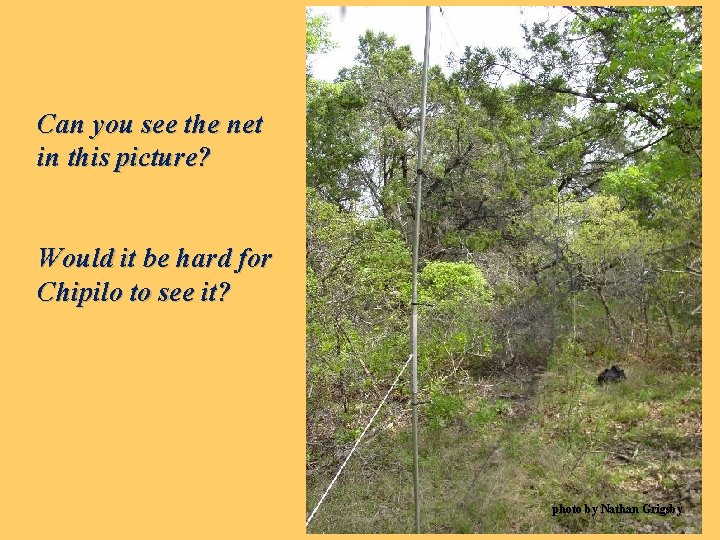 Can you see the net in this picture? Would it be hard for Chipilo