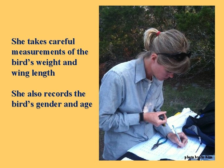 She takes careful measurements of the bird’s weight and wing length She also records