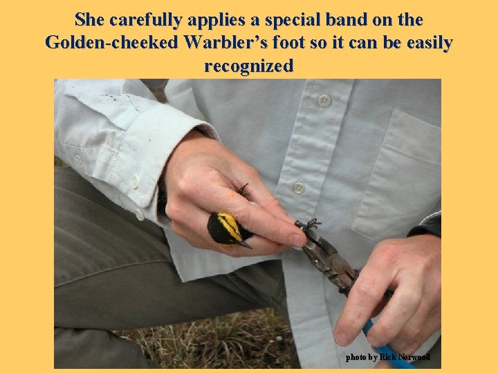 She carefully applies a special band on the Golden-cheeked Warbler’s foot so it can