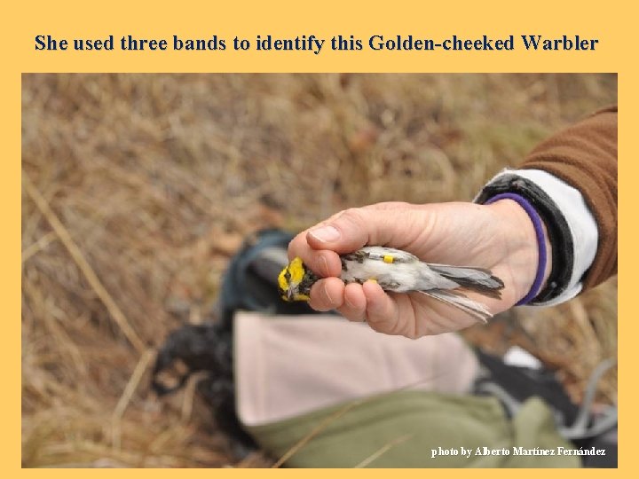 She used three bands to identify this Golden-cheeked Warbler photo by Alberto Martínez Fernández