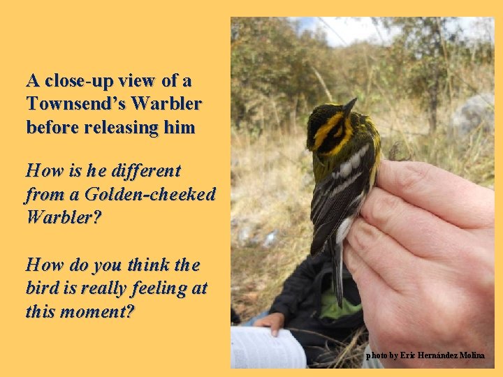 A close-up view of a Townsend’s Warbler before releasing him How is he different