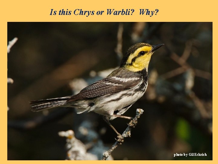 Is this Chrys or Warbli? Why? photo by Gil Eckrich 