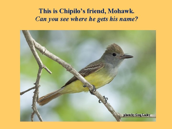 This is Chipilo’s friend, Mohawk. Can you see where he gets his name? photo