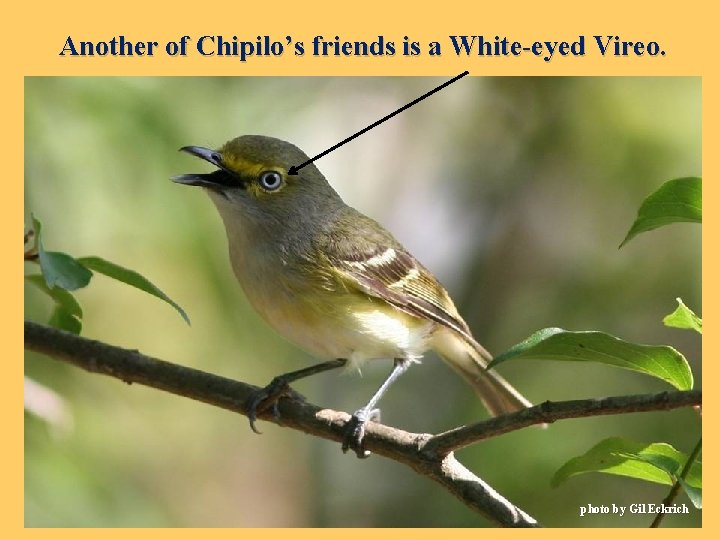 Another of Chipilo’s friends is a White-eyed Vireo. photo by Gil Eckrich 