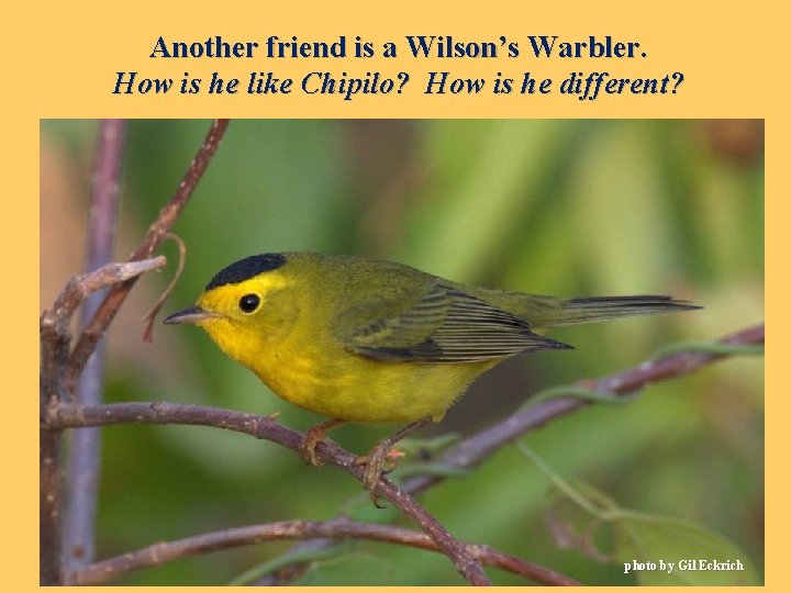 Another friend is a Wilson’s Warbler. How is he like Chipilo? How is he