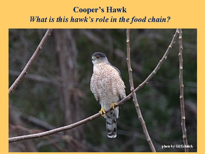 Cooper’s Hawk What is this hawk’s role in the food chain? photo by Gil