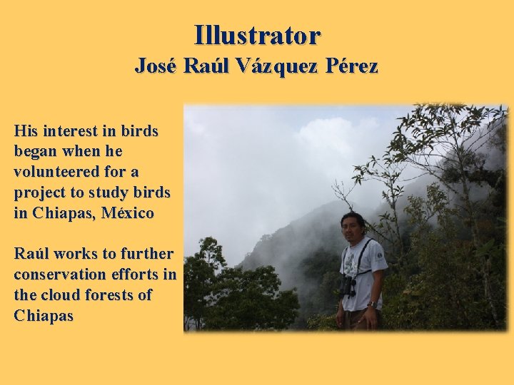Illustrator José Raúl Vázquez Pérez His interest in birds began when he volunteered for