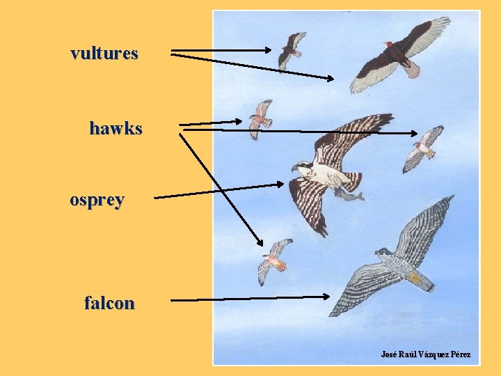 vultures hawks osprey falcon José Raúl Vázquez Pérez 