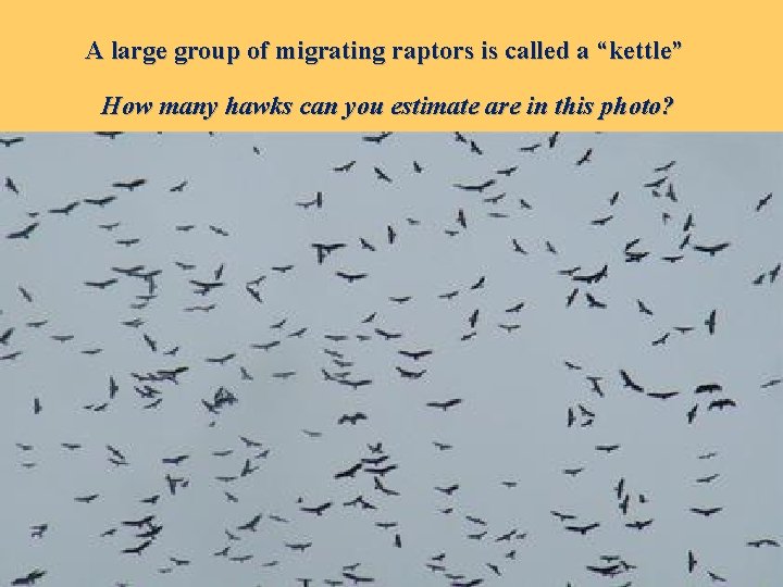 A large group of migrating raptors is called a “kettle” How many hawks can