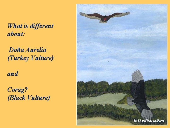 What is different about: Doña Aurelia (Turkey Vulture) and Corag? (Black Vulture) José Raúl