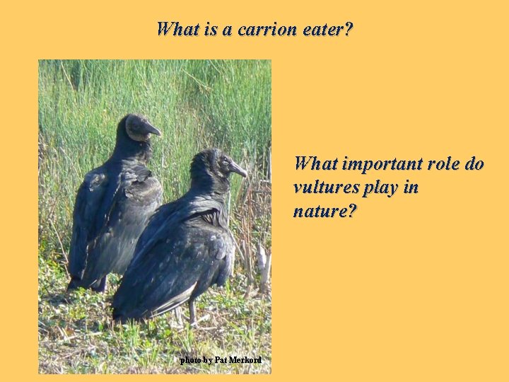 What is a carrion eater? What important role do vultures play in nature? photo