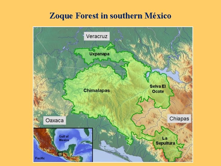 Zoque Forest in southern México 