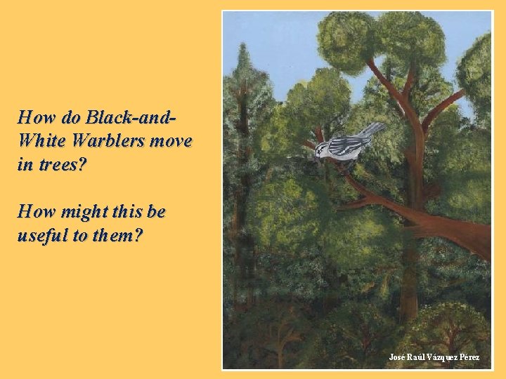 How do Black-and. White Warblers move in trees? How might this be useful to