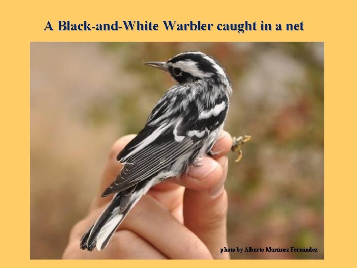 A Black-and-White Warbler caught in a net photo by Alberto Martínez Fernández 