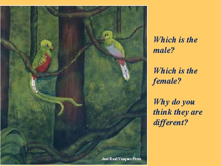Which is the male? Which is the female? Why do you think they are