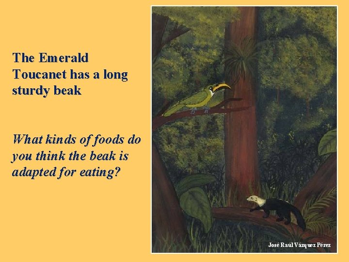 The Emerald Toucanet has a long sturdy beak What kinds of foods do you