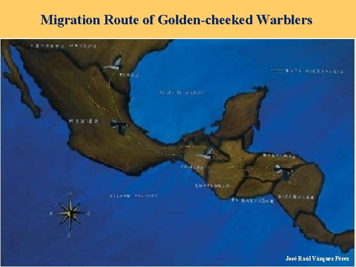 Migration Route of Golden-cheeked Warblers José Raúl Vázquez Pérez 