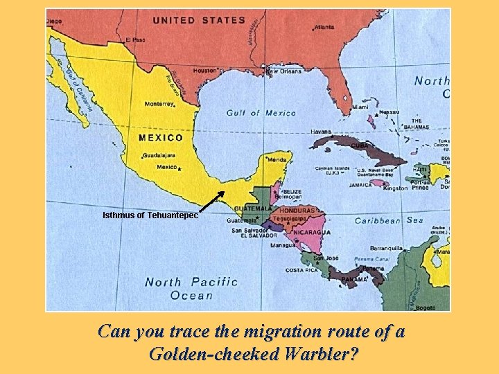 Isthmus of Tehuantepec Can you trace the migration route of a Golden-cheeked Warbler? 