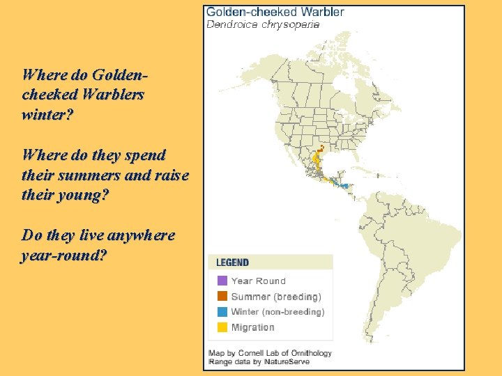 Where do Goldencheeked Warblers winter? Where do they spend their summers and raise their