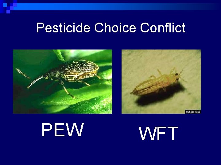 Pesticide Choice Conflict PEW WFT 