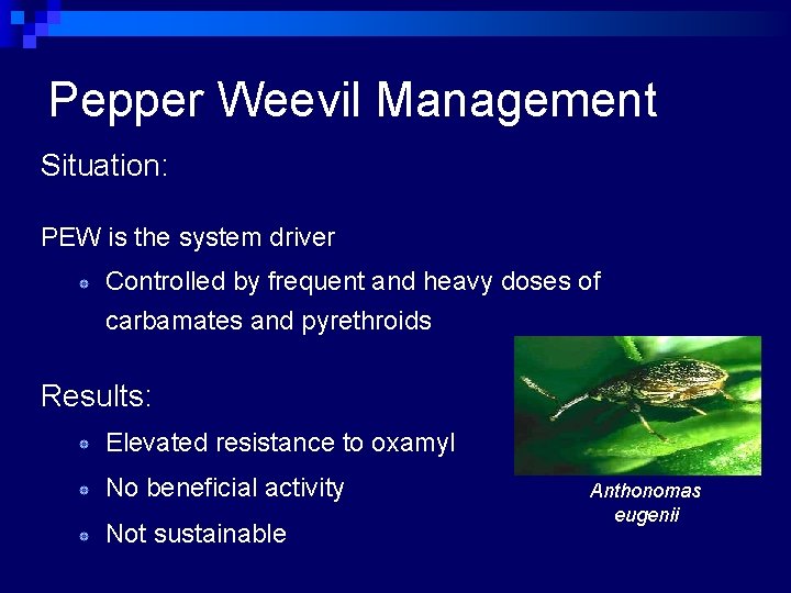 Pepper Weevil Management Situation: PEW is the system driver Controlled by frequent and heavy