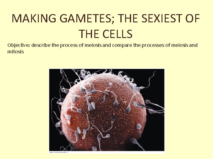 MAKING GAMETES; THE SEXIEST OF THE CELLS Objective: describe the process of meiosis and