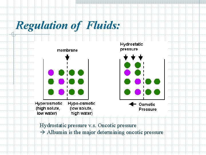 Regulation of Fluids: Hydrostatic pressure v. s. Oncotic pressure Albumin is the major determining