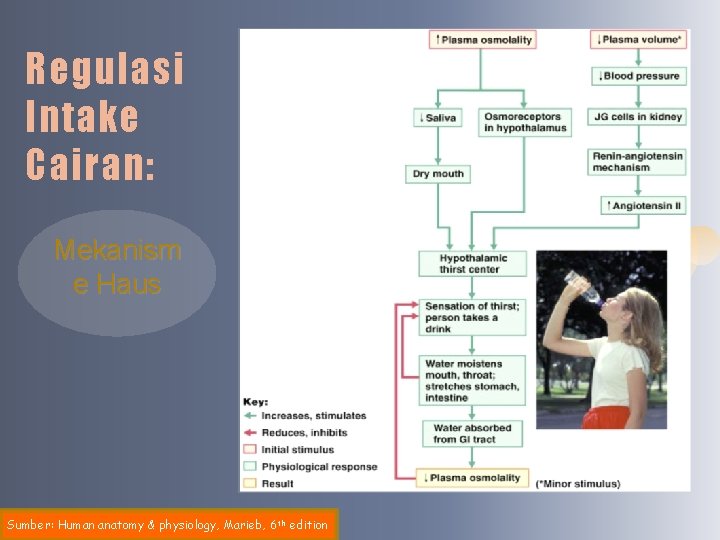 Regulasi Intake Cairan: Mekanism e Haus Sumber: Human anatomy & physiology, Marieb, 6 th
