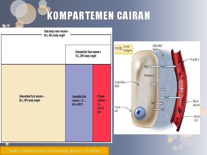 KOMPARTEMEN CAIRAN Sumber: Human anatomy & physiology, Marieb, 6 th edition 