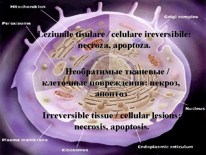 Cellular accumulations Leziunile tisulare ∕ celulare ireversibile: necroza, apoptoza. Необратимые тканевые / клеточные повреждения: