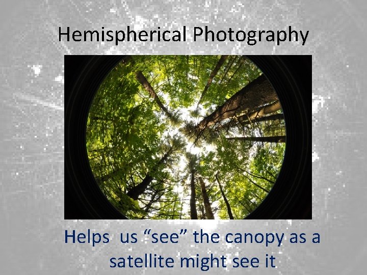 Hemispherical Photography Helps us “see” the canopy as a satellite might see it 