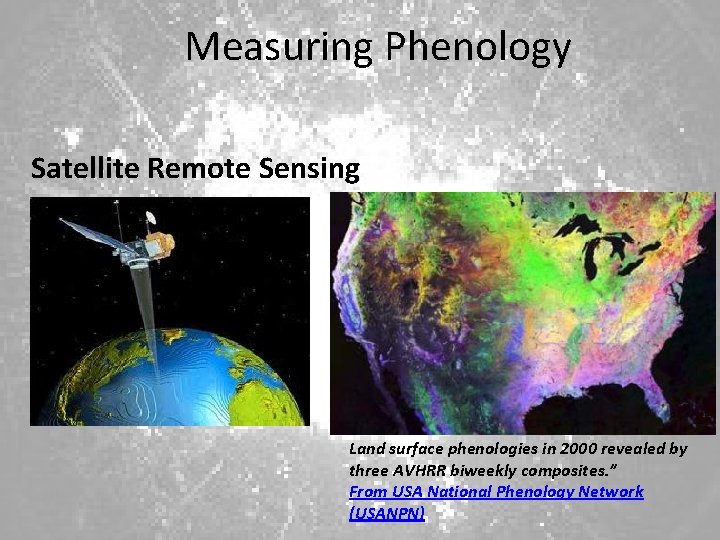 Measuring Phenology Satellite Remote Sensing Land surface phenologies in 2000 revealed by three AVHRR
