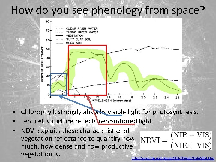 How do you see phenology from space? • Chlorophyll, strongly absorbs visible light for