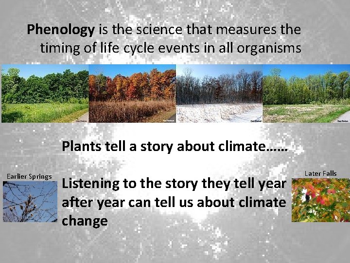 Phenology is the science that measures the timing of life cycle events in all